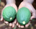 Bio Avocados von LIMBUA