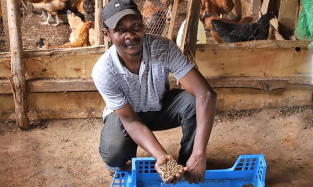 LIMBUA Insect Larvae Project
