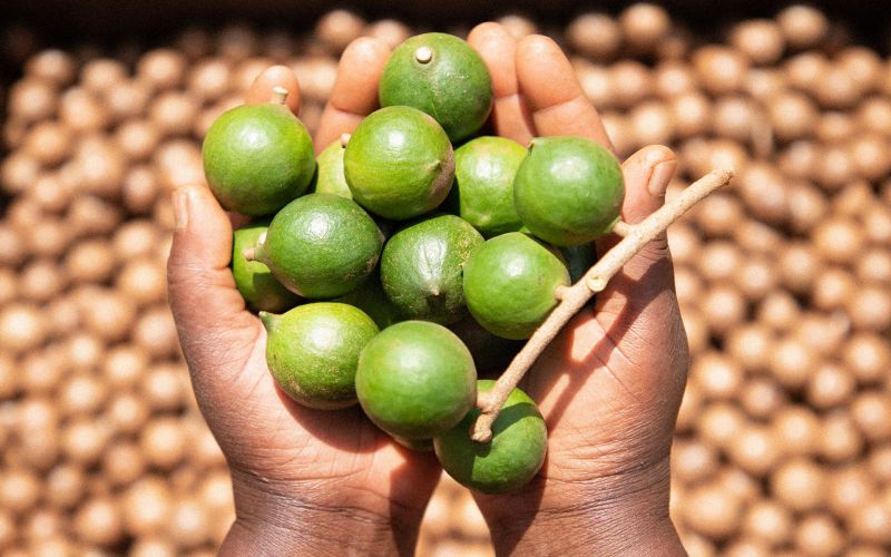 Macadamia green shell
