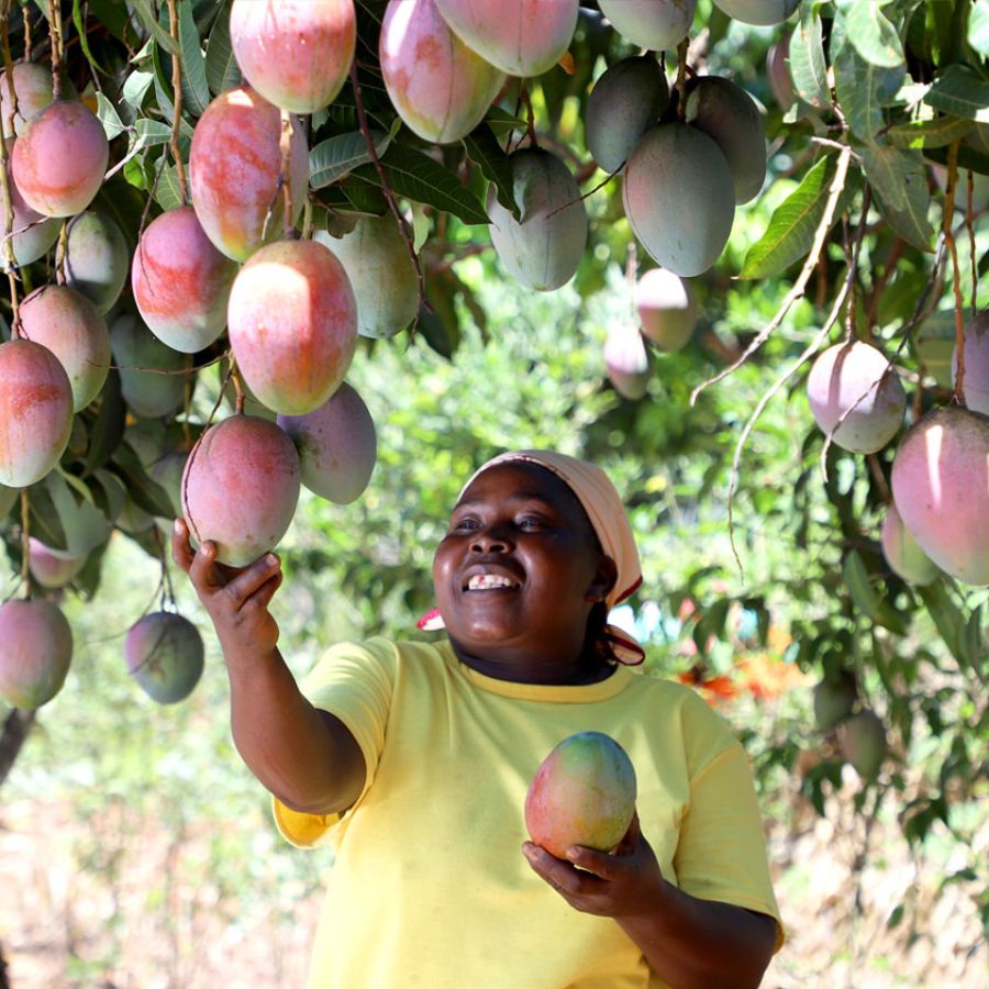 LIMBUA mango farmer