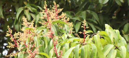 Mango Blüten