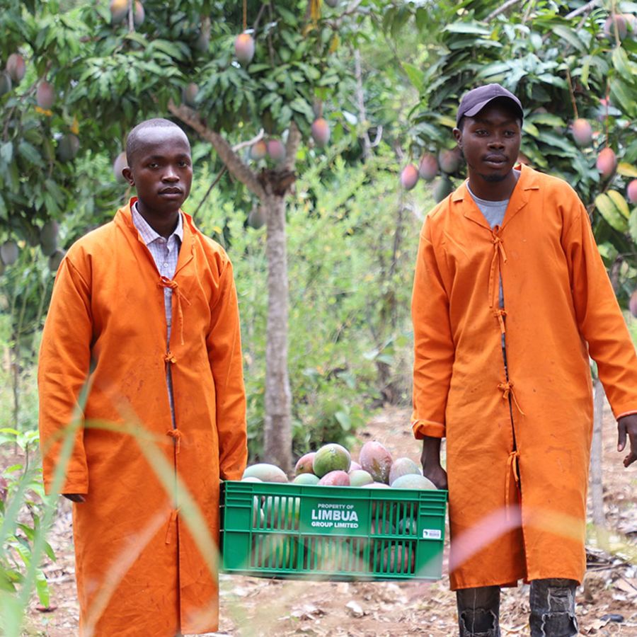 LIMBUA purchasing teams