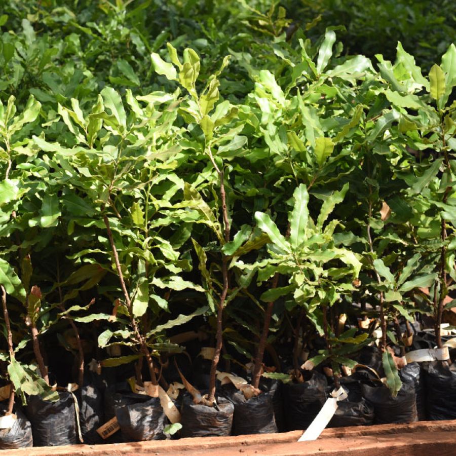 Macadamia Seedling for Sale