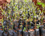 Bio Avocado Setzlinge Kenia