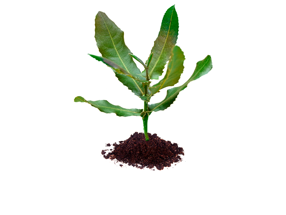 Macadamia seedling