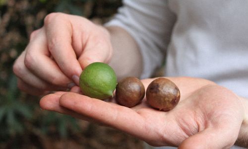 Macadamia in Schale Hand
