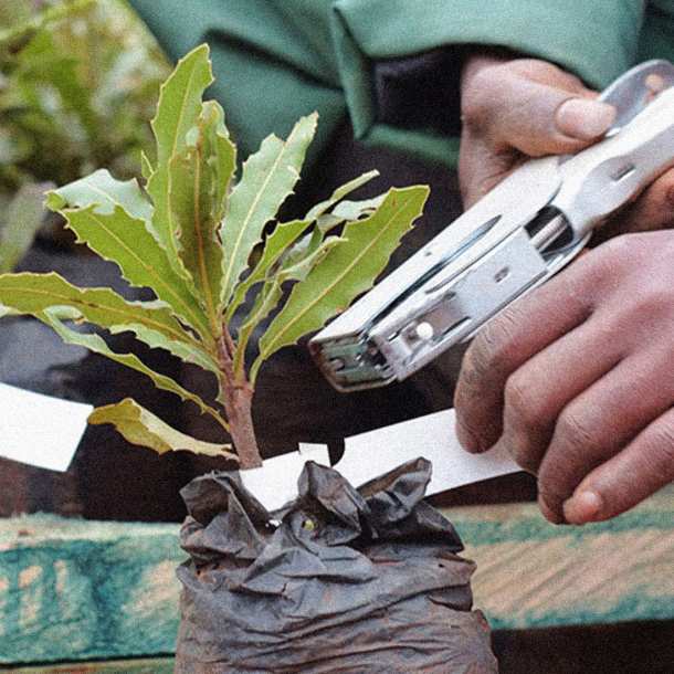 Macadamia seedling grafting