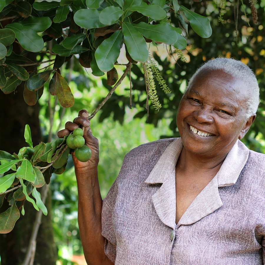 Macadamia aus Bio-Anbau