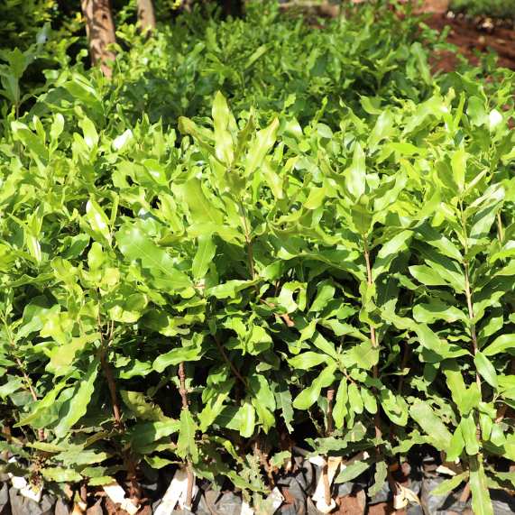 Macadamia tree seedlings