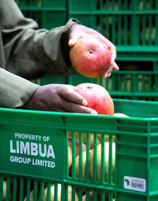 Organic Mango purchasing