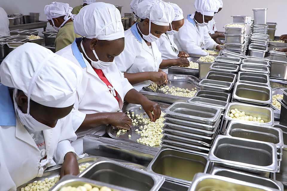 Macadamia nut sorting