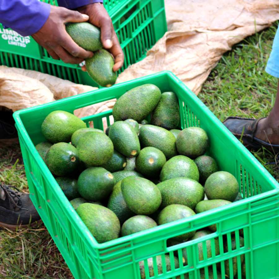 Avocado Öl Produktion bei LIMBUA