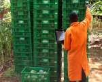 Einkauf Bio-Mangos in kenia