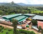 Mango Produktionsstandort Kenia