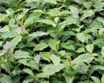 coffee seedlings for sale