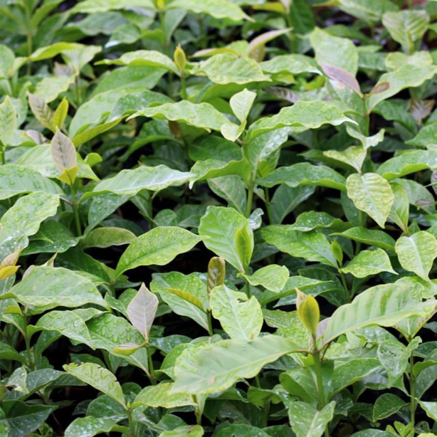 coffee seedlings for sale