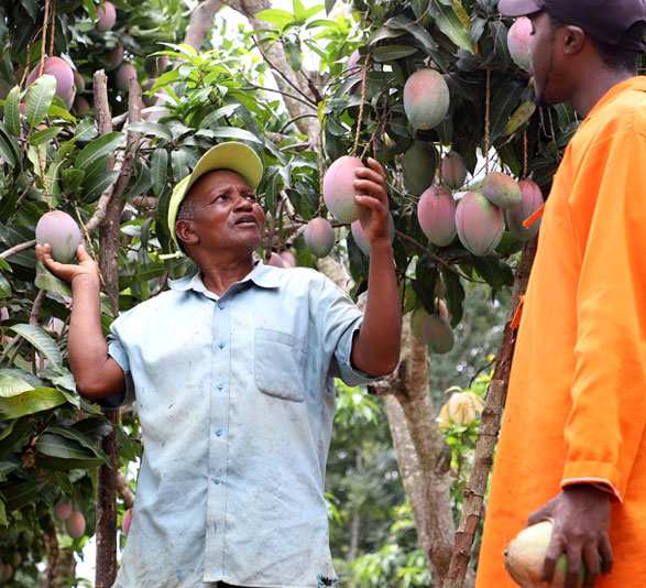 Mango harvest