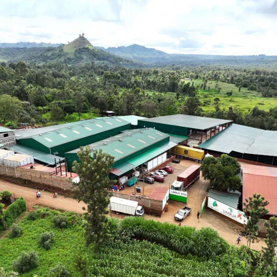 Mango Produktionsstandort Kenia