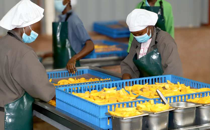 Mango Production