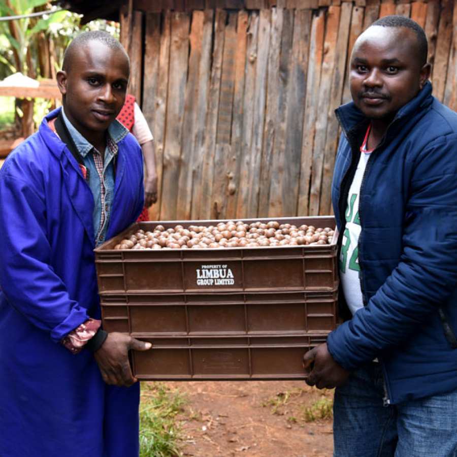 Macadamia Purchase from LIMBUA Farmers