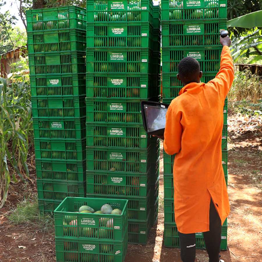 Einkauf Bio-Mangos in kenia