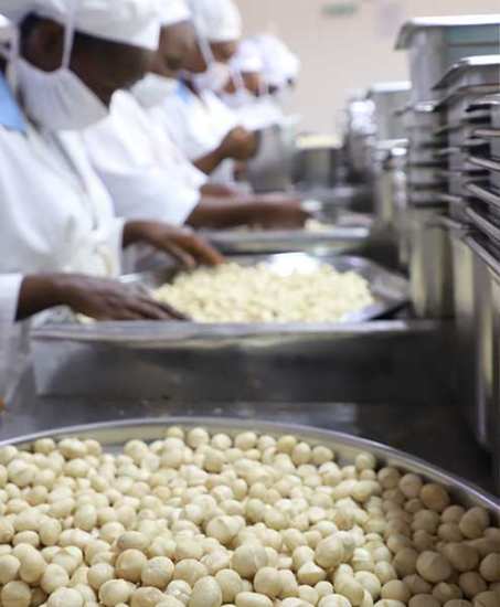 Organic nut processing in Kenya