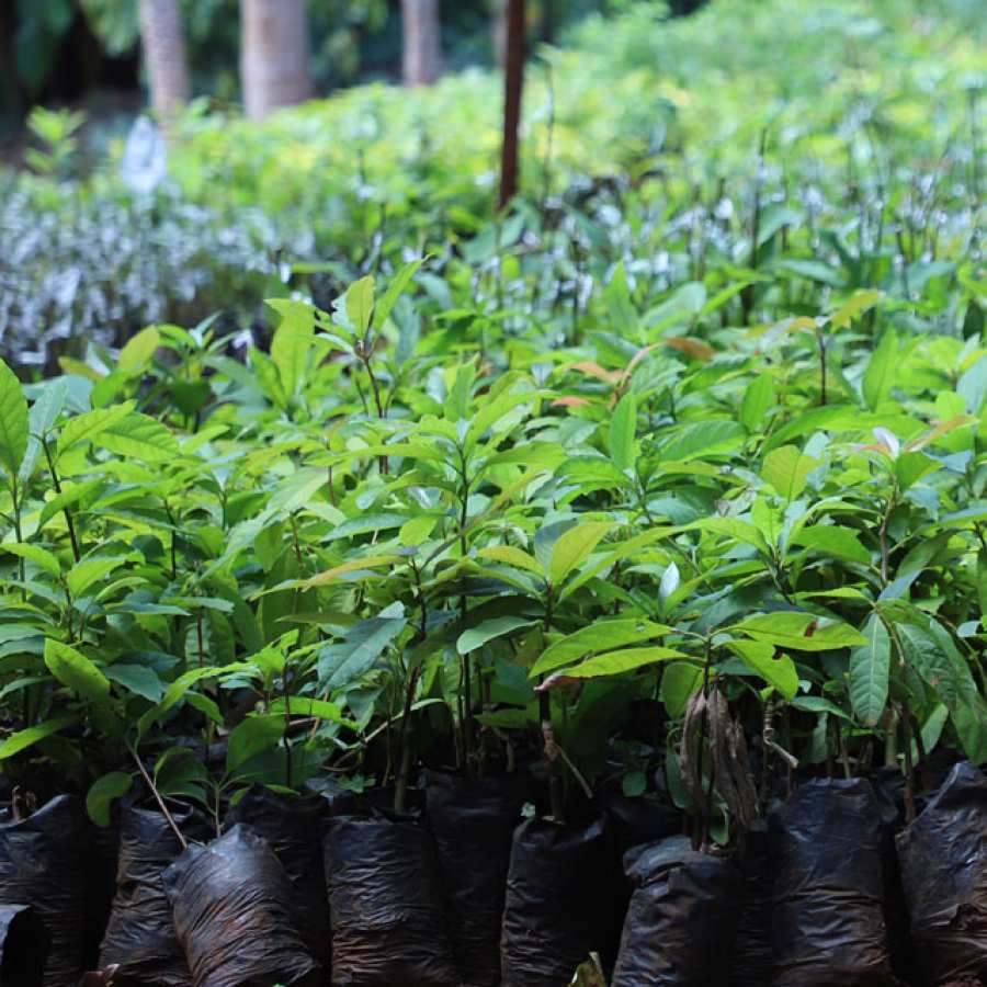 Avocado Seedlings for sale