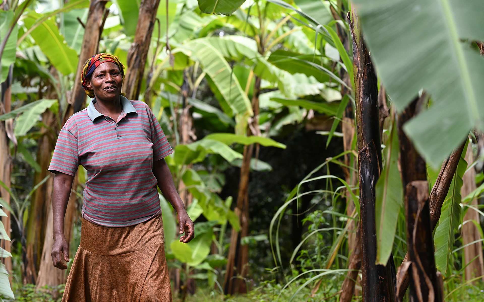 Small farmer on a macadamia farm