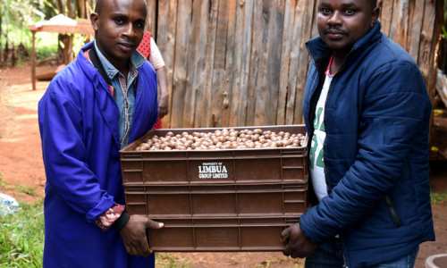 Macadamia harvest purchasing