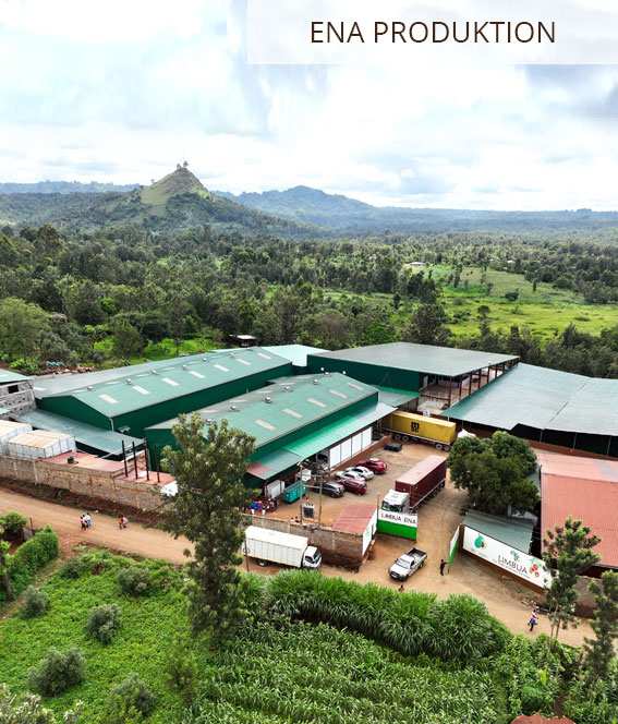 Ena LIMBUA Produktion