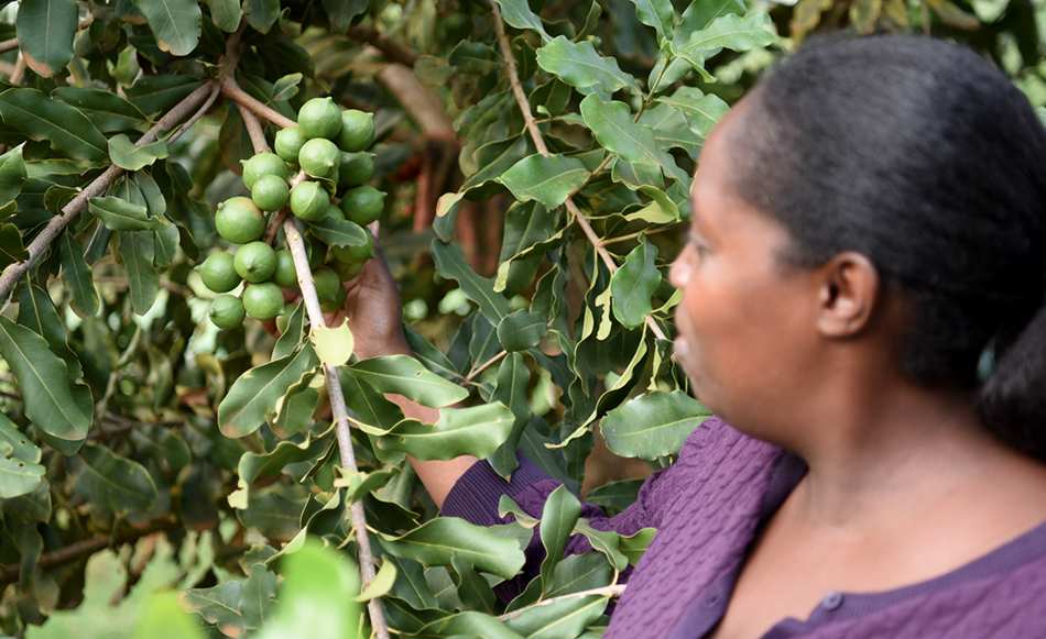 Small farmer woman with macadamia harvest