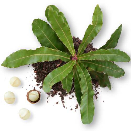 Macadamia seedling organic