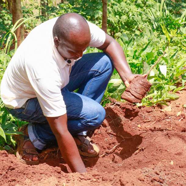 Planting macadamia seedling