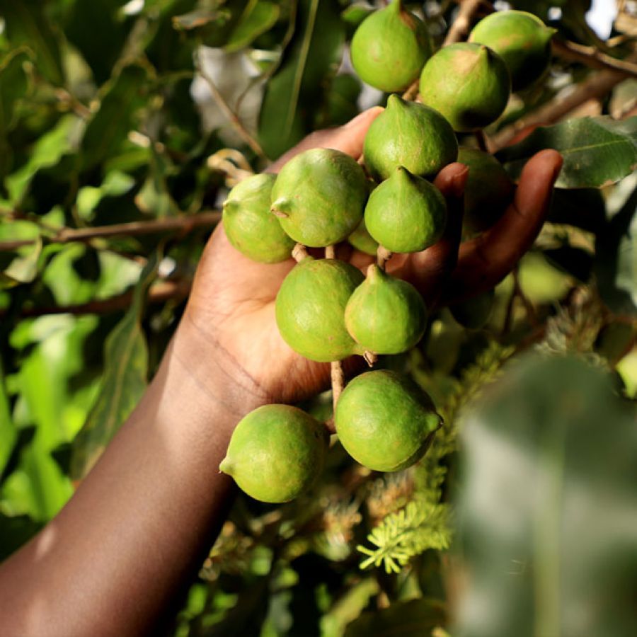 Macadamia Organic Cultivation
