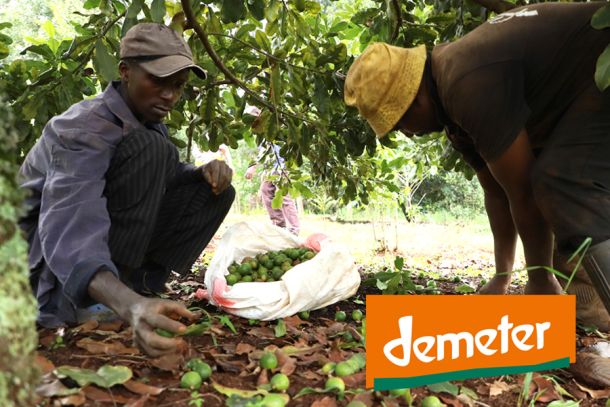 Demeter Kleinbauern Afrika