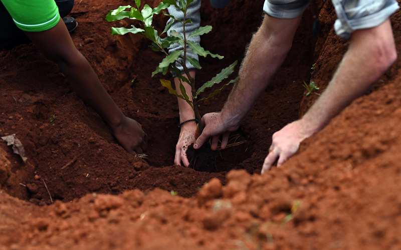 Planting Macadamia seedling