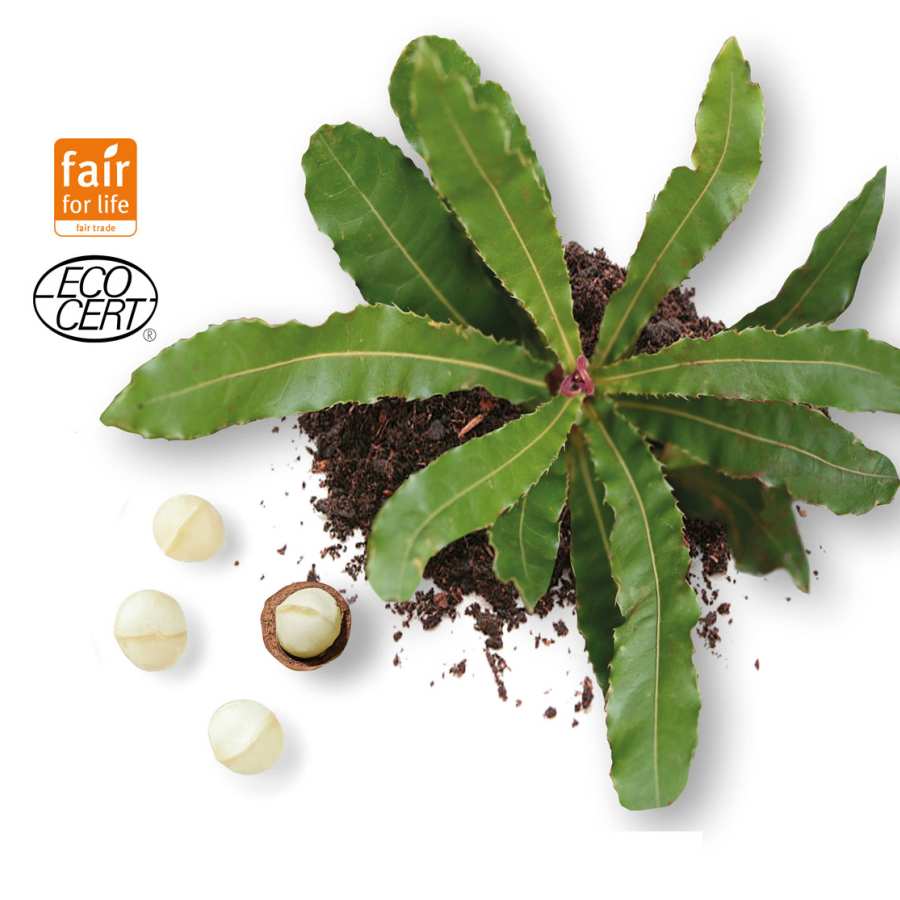 Macadamia Seedling EcoCert