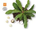 Macadamia Seedling EcoCert