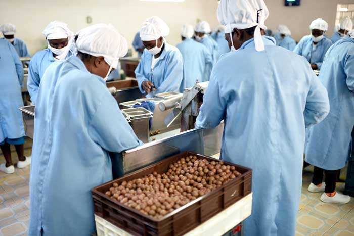 Macadamia nut cracking