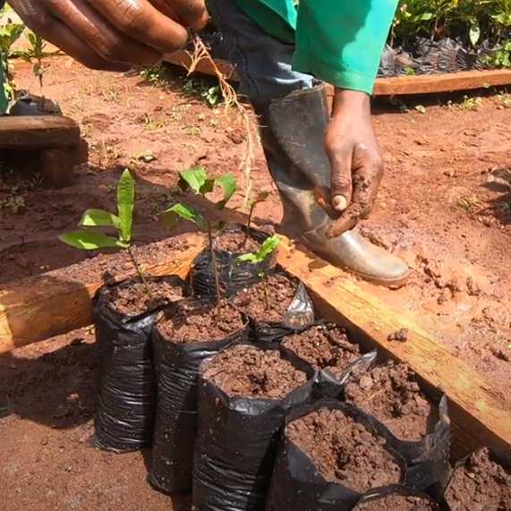 Macadamia plants