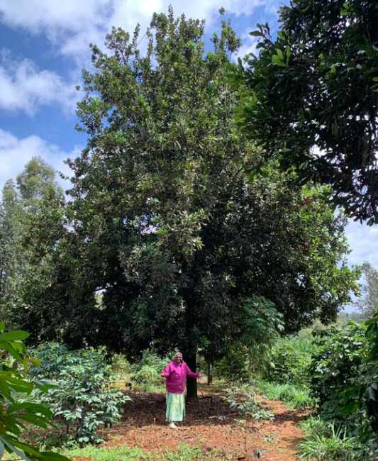 LIMBUA smallholder farmer with 50-year-old macadamia tree in Kenya