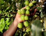 Macadamia Organic Cultivation