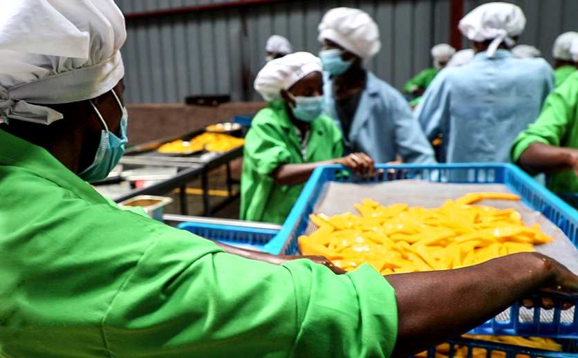 Organic Mango Production