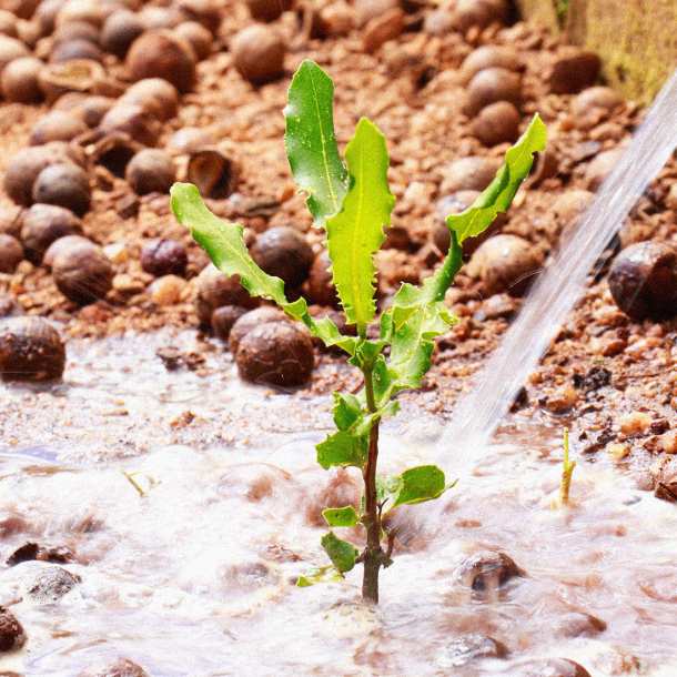 Macadamia seedling watering